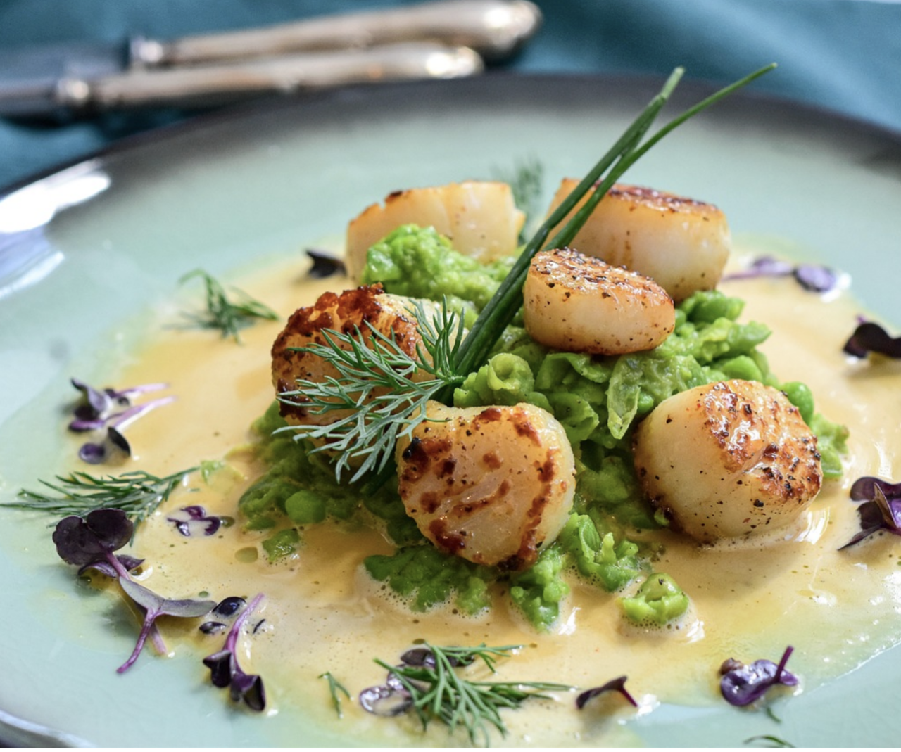 Scallops 